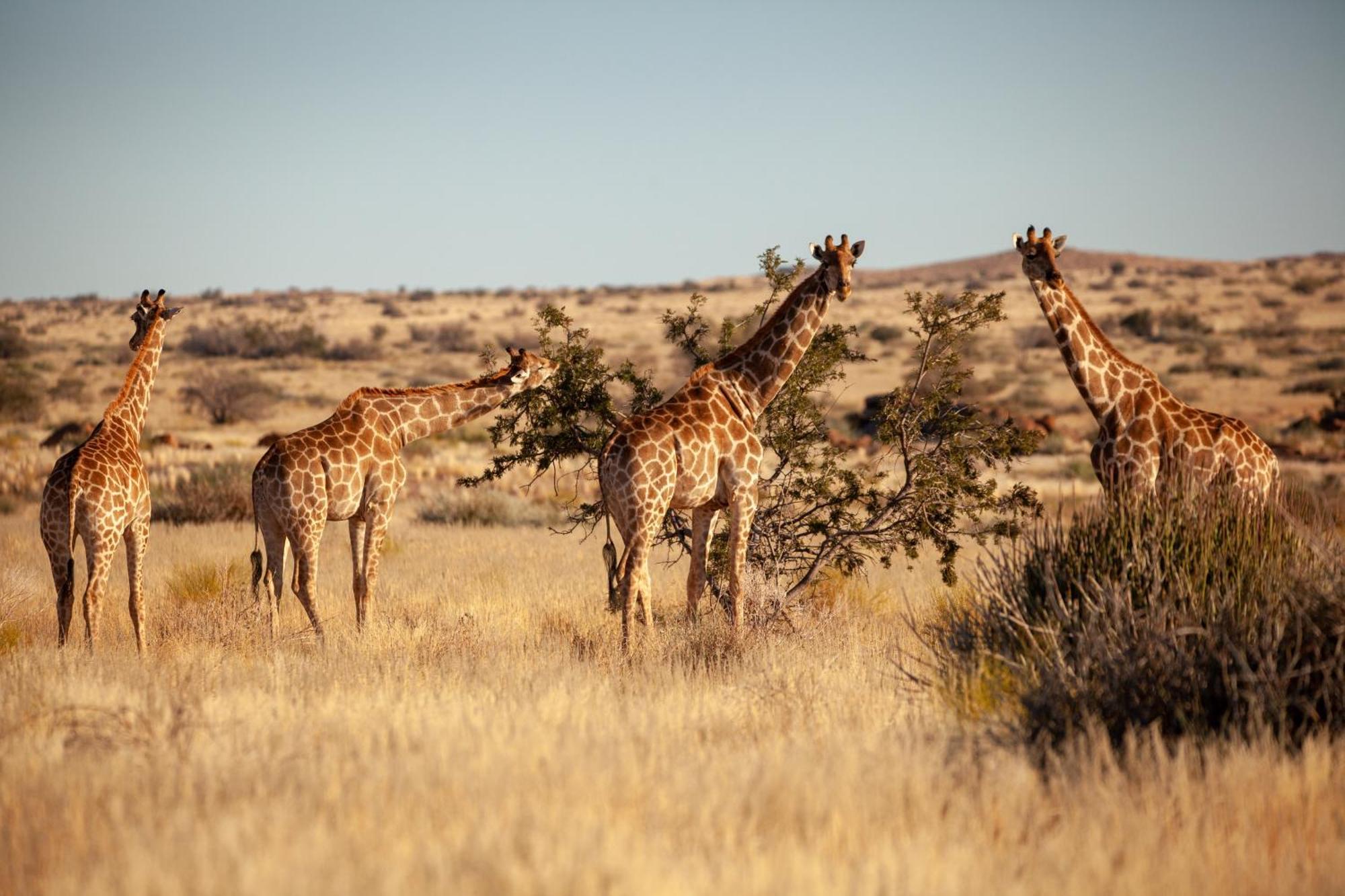 Sandfontein Lodge & Nature Reserve Екстериор снимка